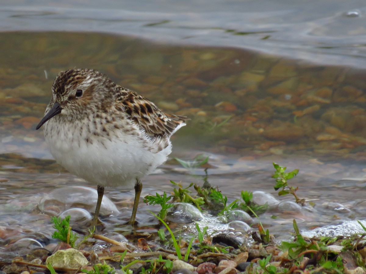 Least Sandpiper - ML337097891