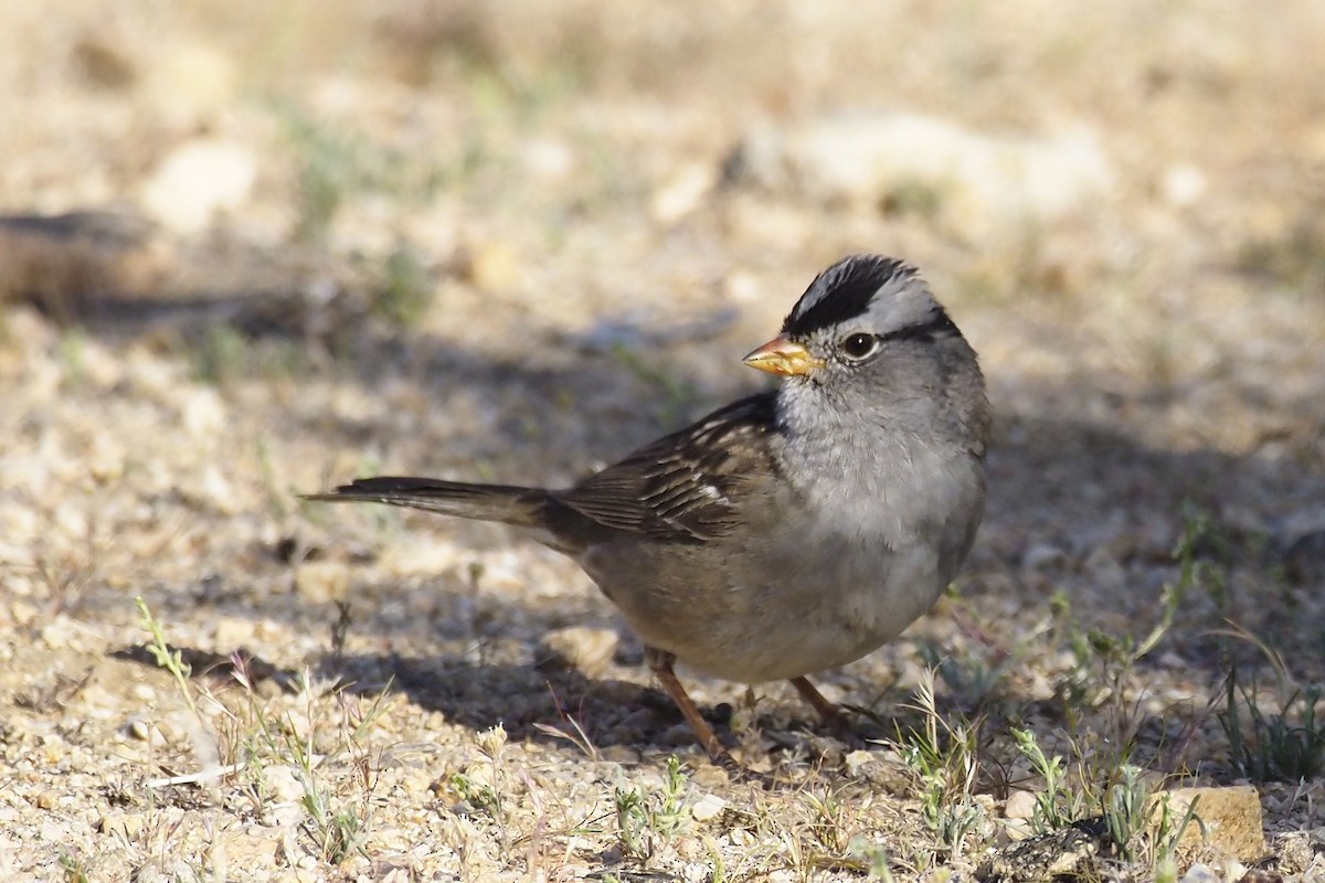 White-crowned Sparrow - ML337098381