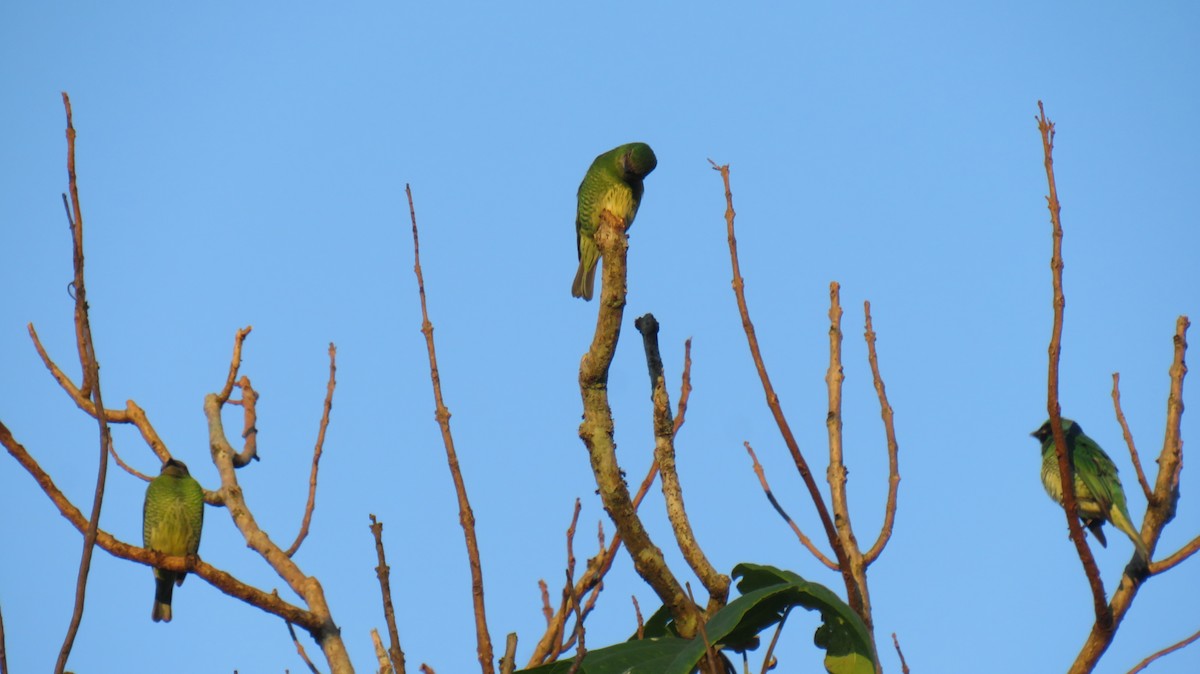 Swallow Tanager - ML337098871