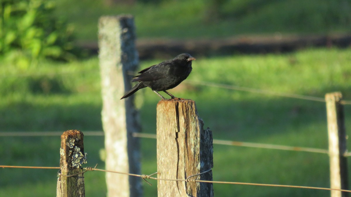 Chopi Blackbird - ML337099061