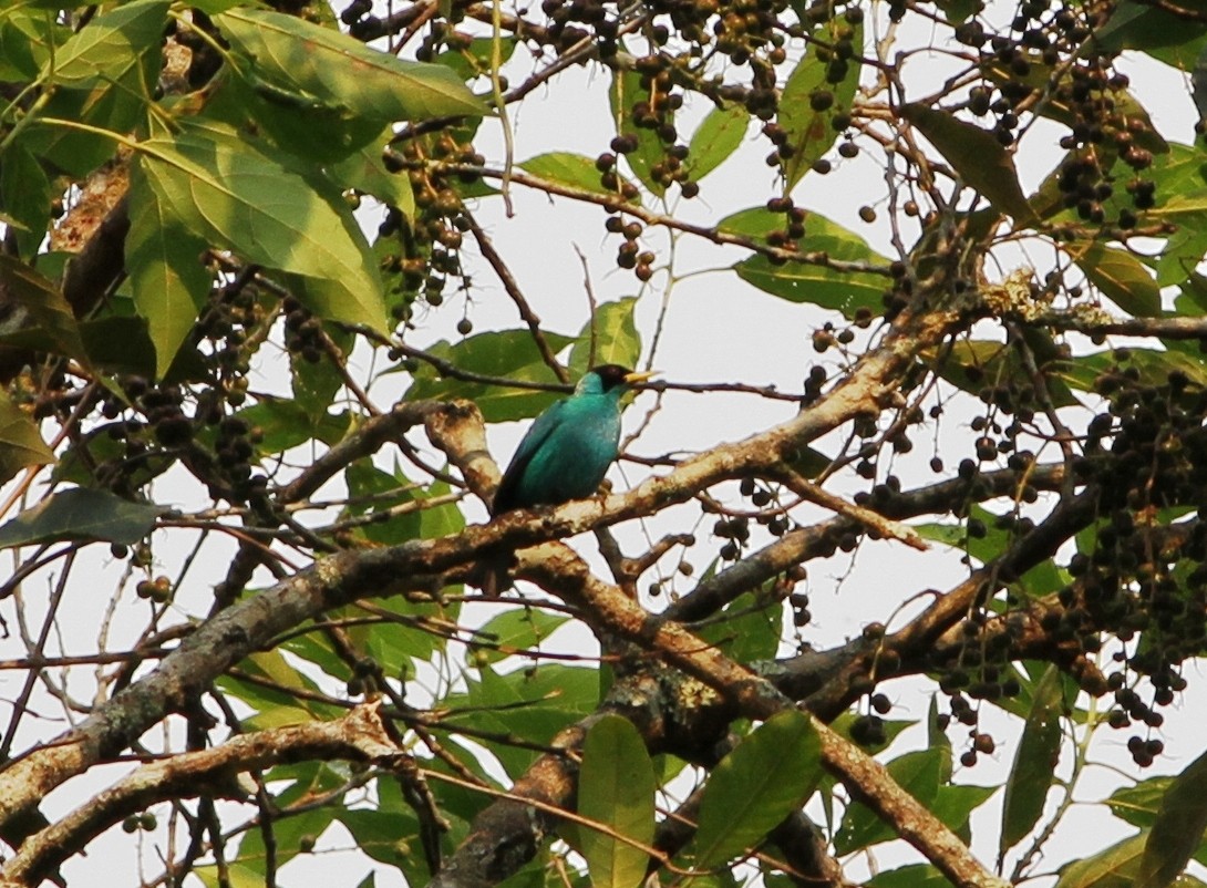 Mielerito Verde - ML33709911