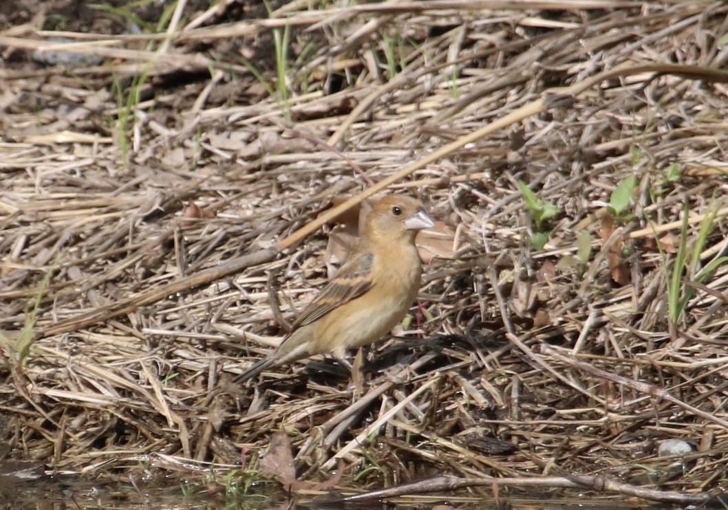 Blue Grosbeak - Xander Vitarelli