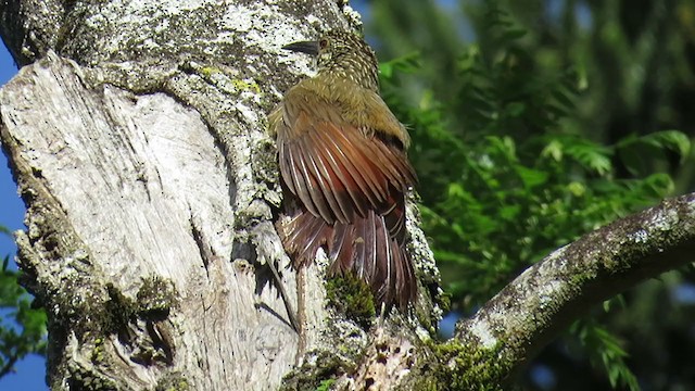 White-throated Woodcreeper - ML337100521