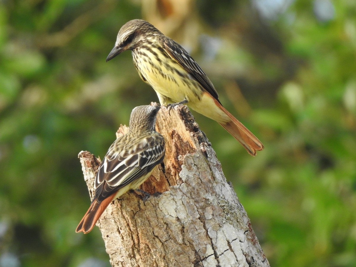 Sulphur-bellied Flycatcher - ML337101181