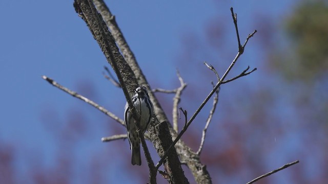 Пісняр строкатий - ML337101701