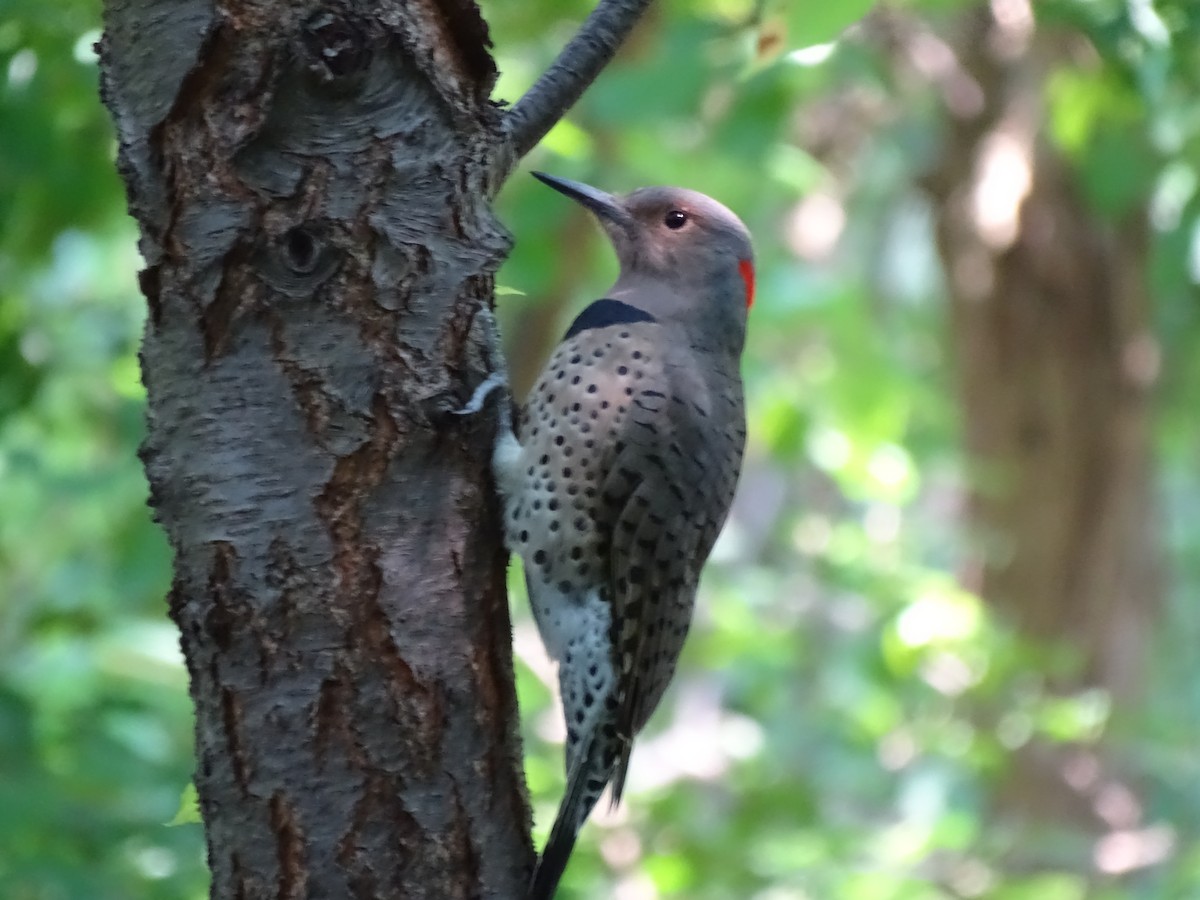 Northern Flicker - ML337102781