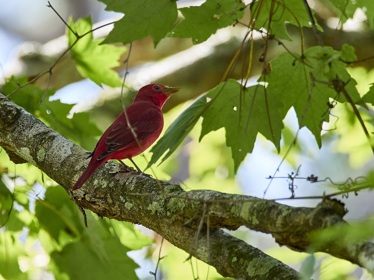 Summer Tanager - Jorge Wolf
