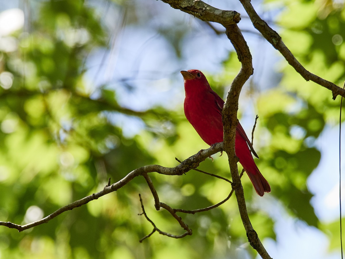 Summer Tanager - Jorge Wolf