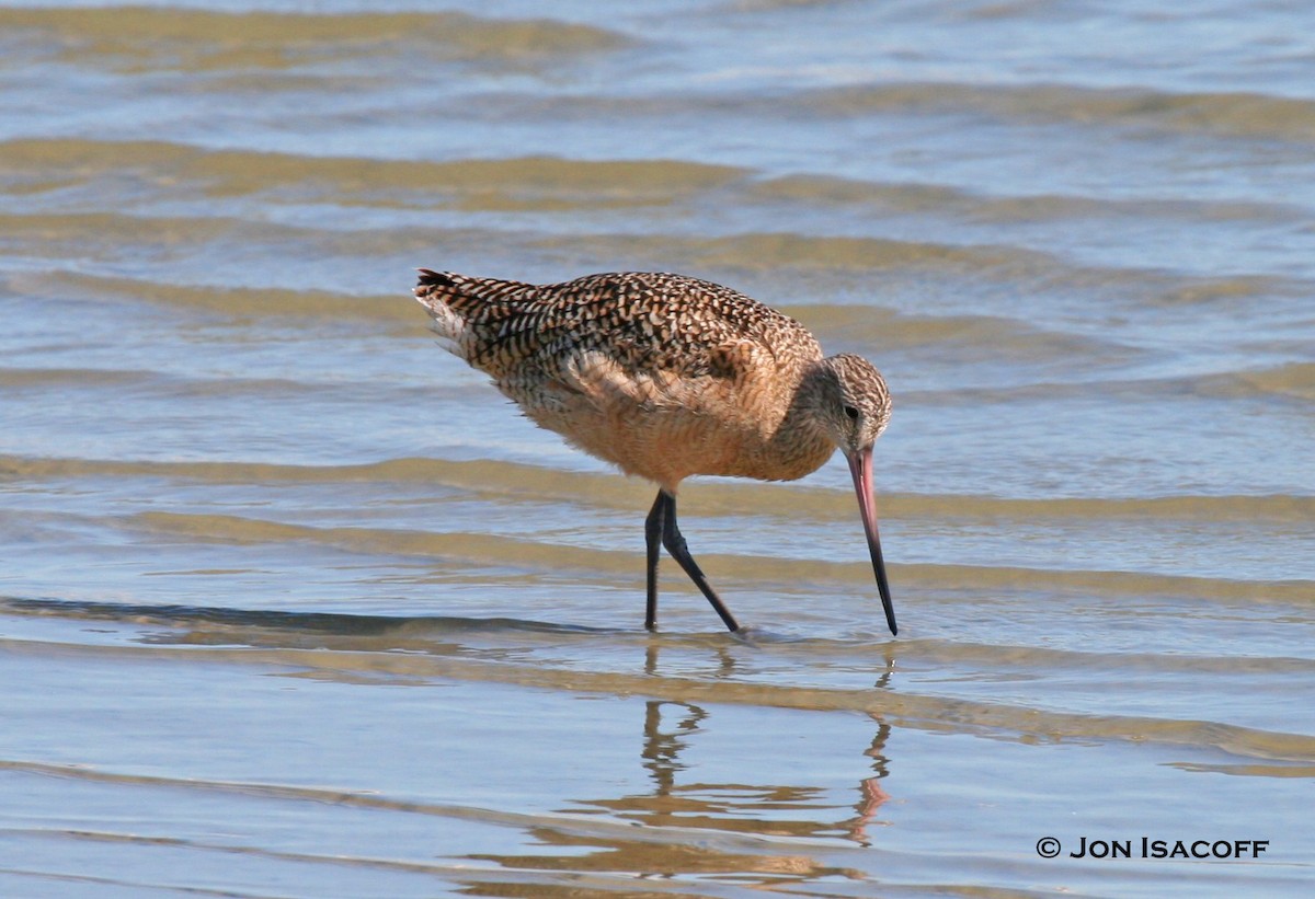 Marbled Godwit - ML33710531