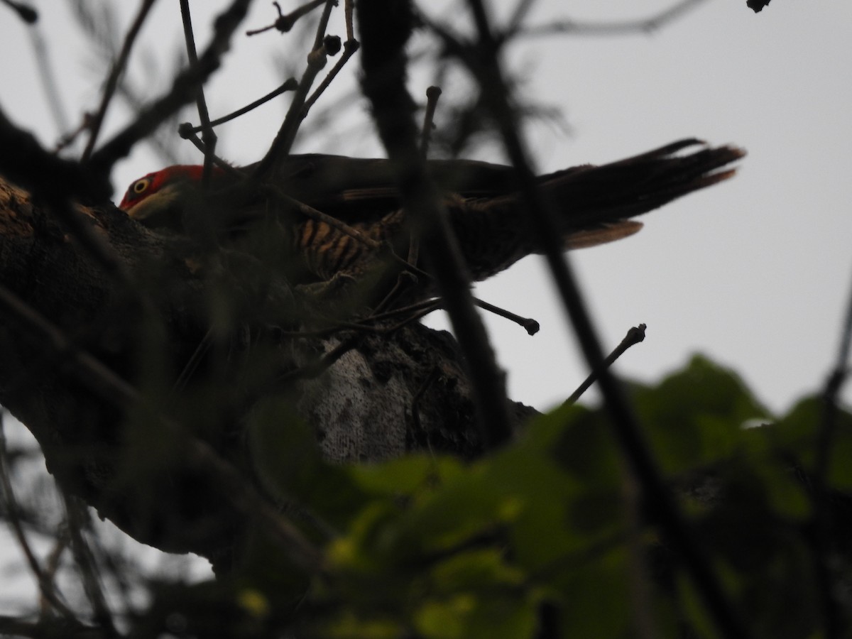 Guayaquil Woodpecker - ML337106191