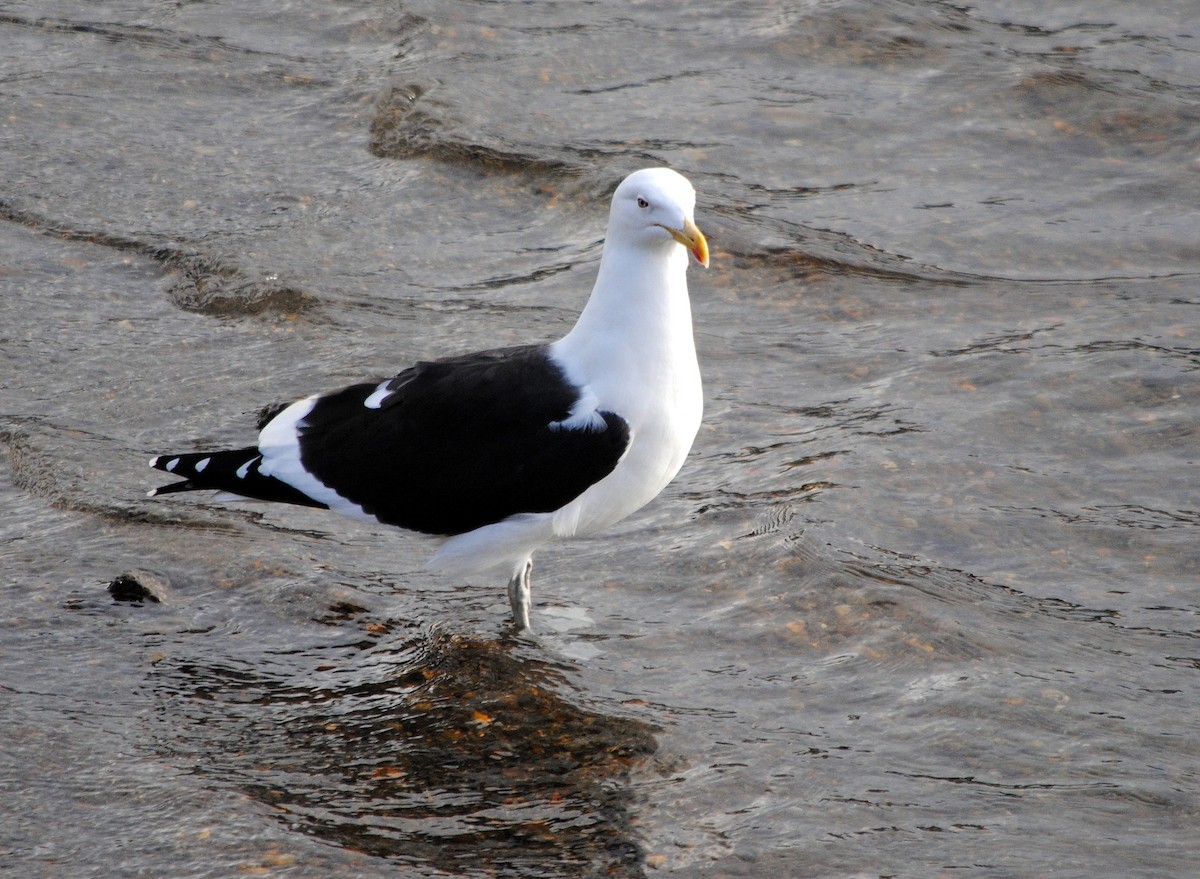 Kelp Gull - COA ROCA ÑACURUTÚ