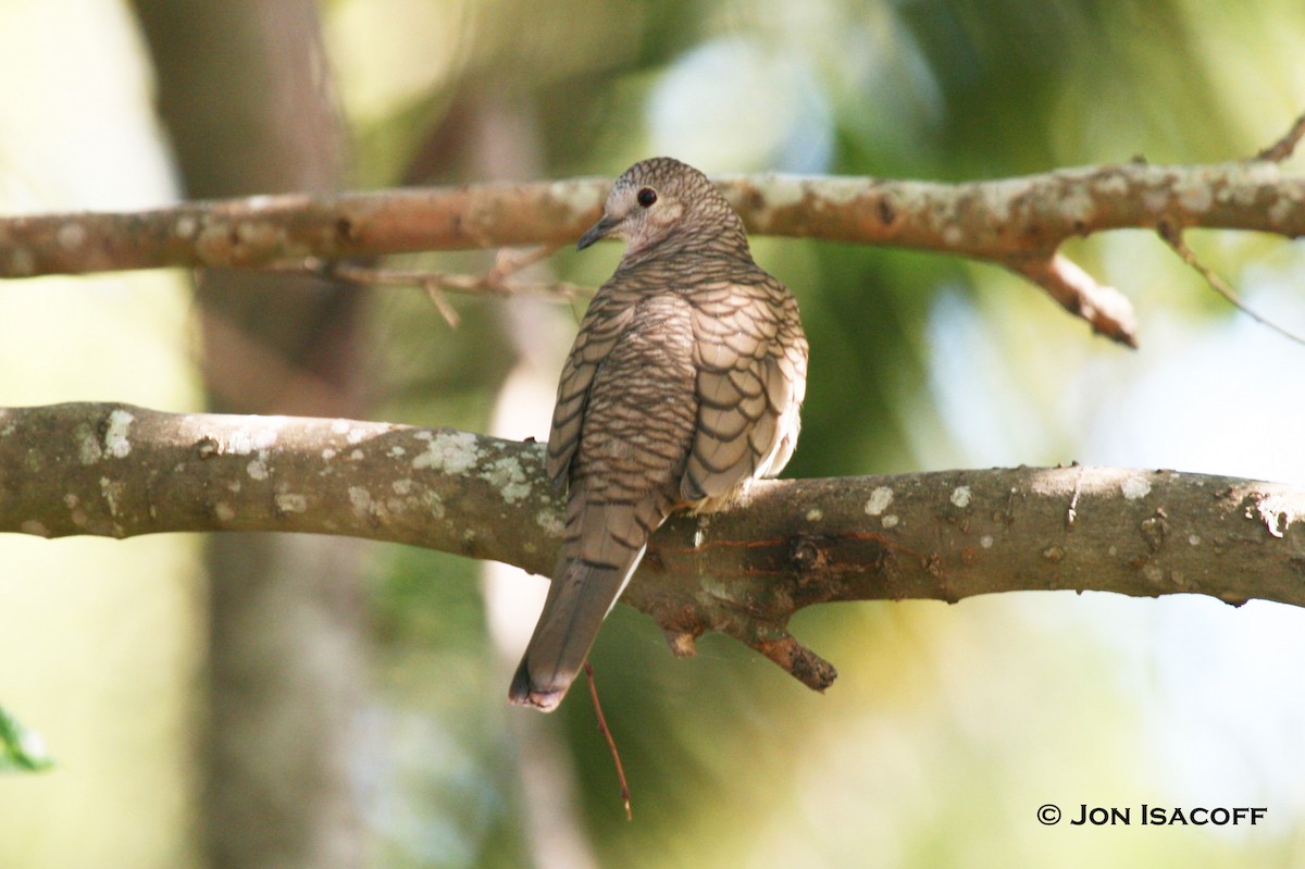 Inca Dove - ML33710811