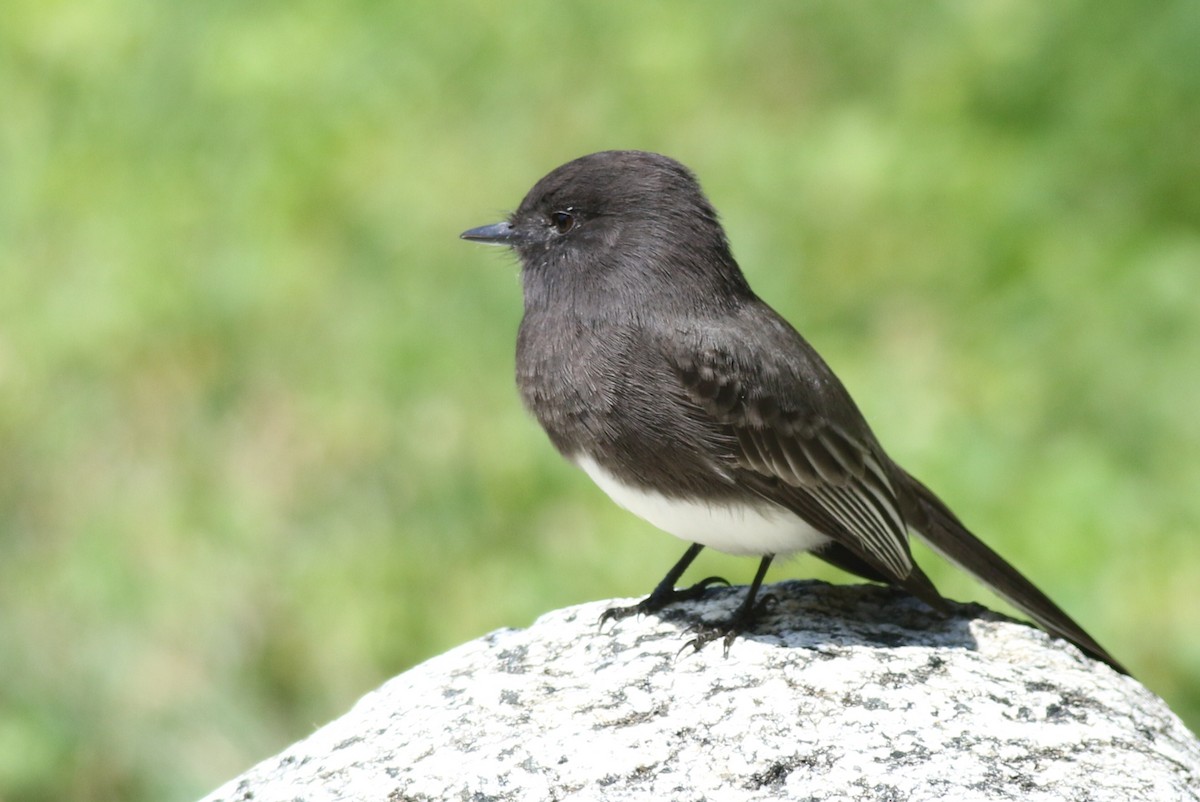 Black Phoebe - Margaret Viens