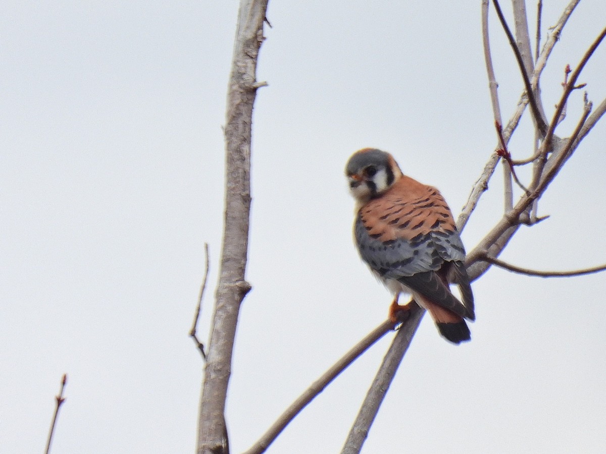 American Kestrel - ML337108491