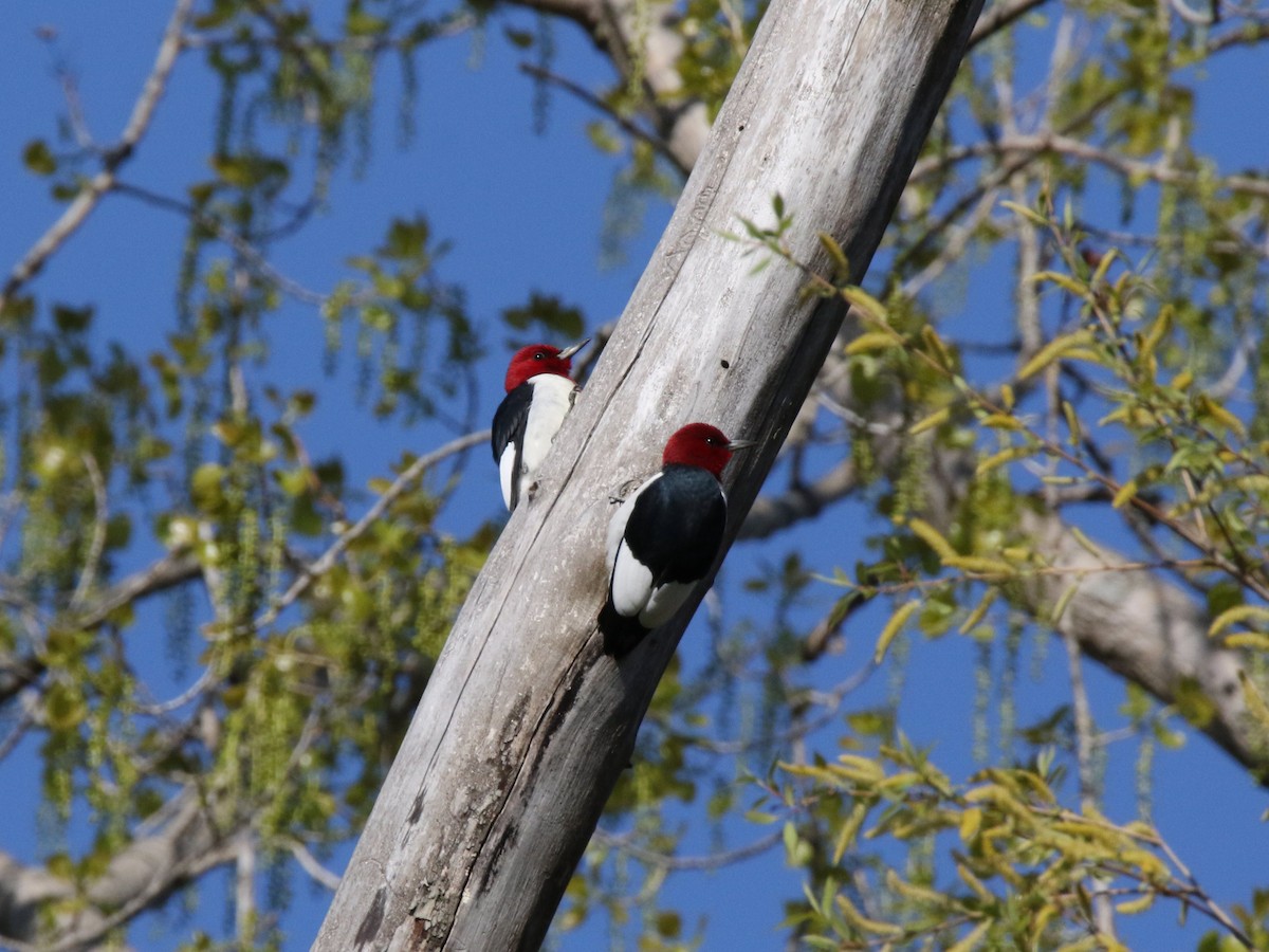 Red-headed Woodpecker - Brad Carlson