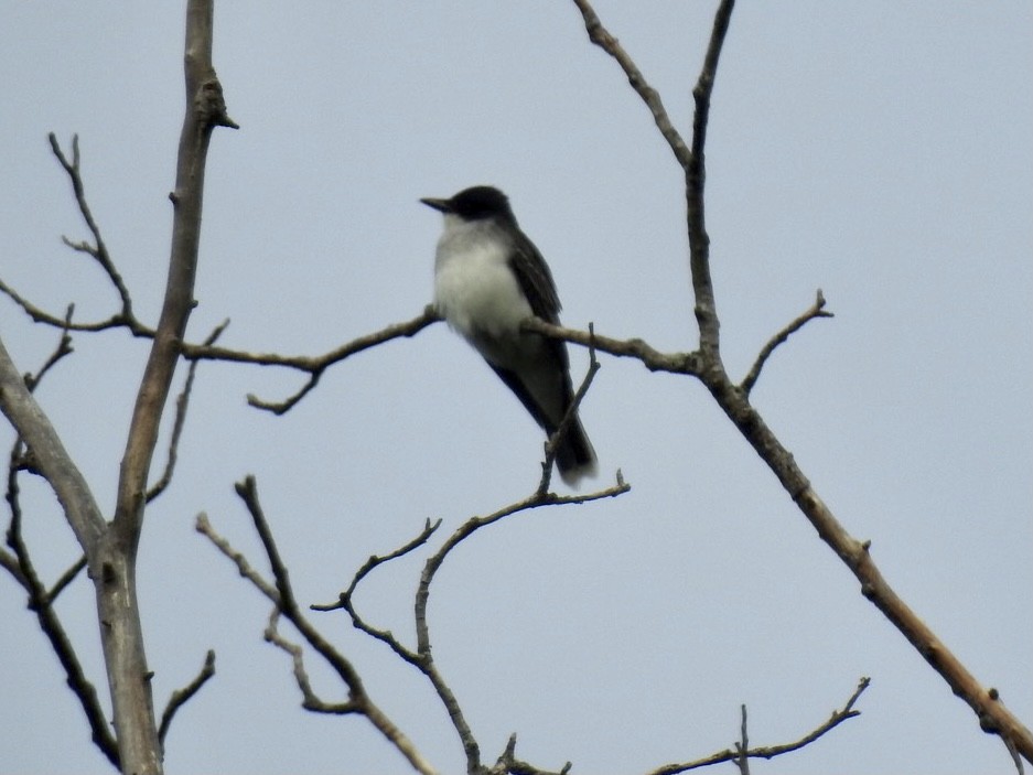 Eastern Kingbird - ML337110281