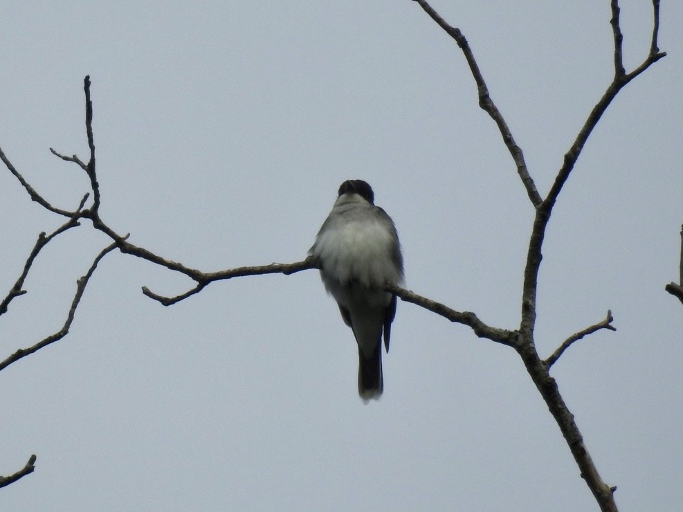 Eastern Kingbird - ML337110291