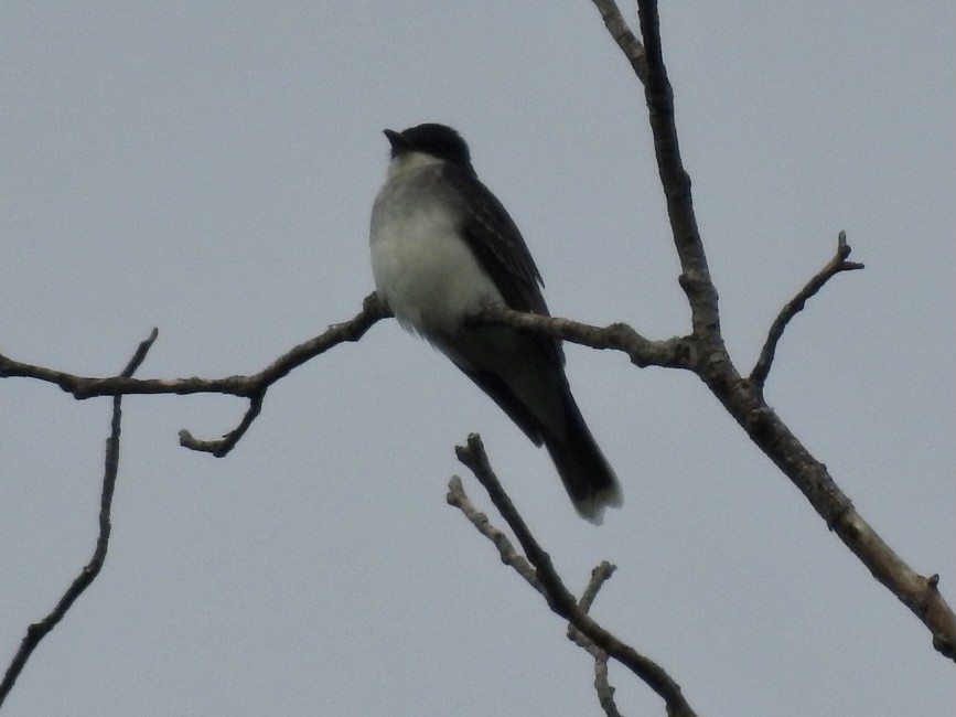 Eastern Kingbird - ML337110301