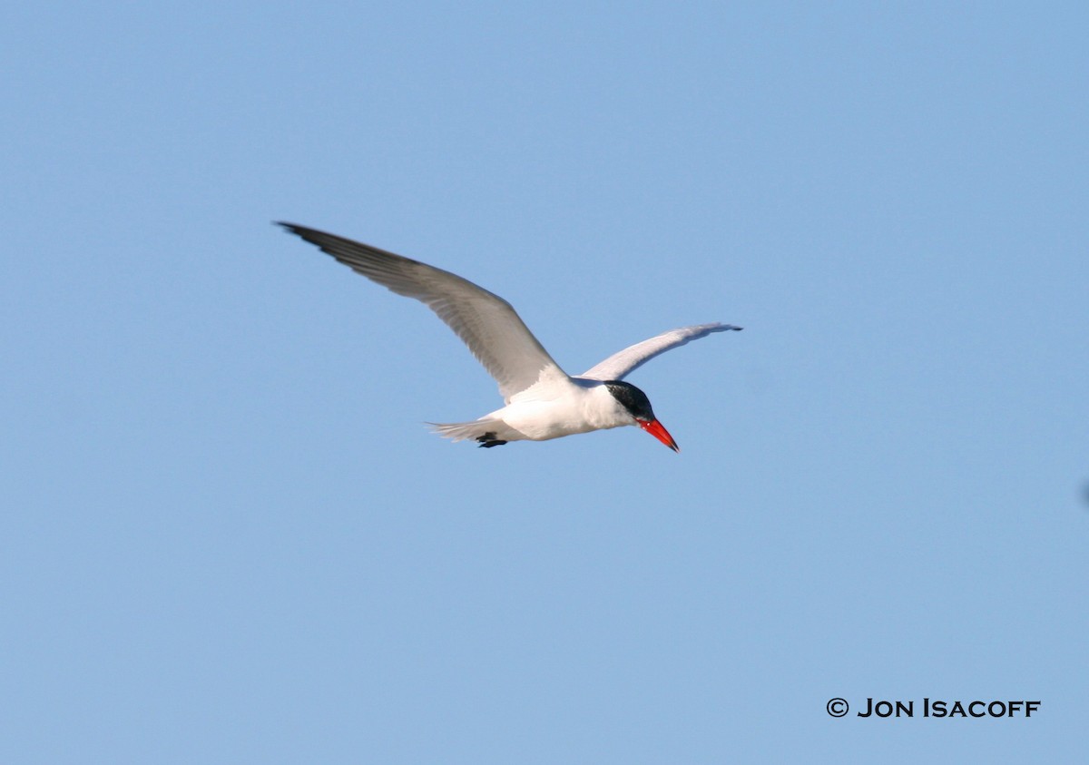 Caspian Tern - ML33711031