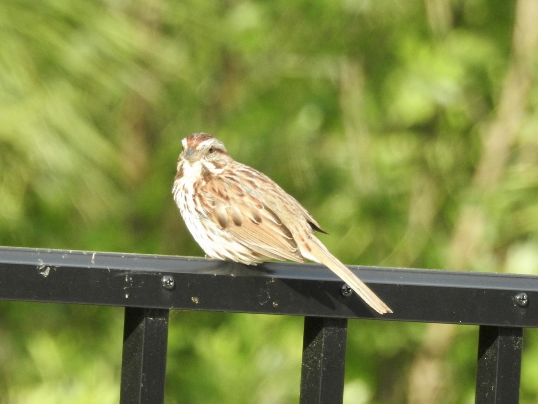 Song Sparrow - ML337110551