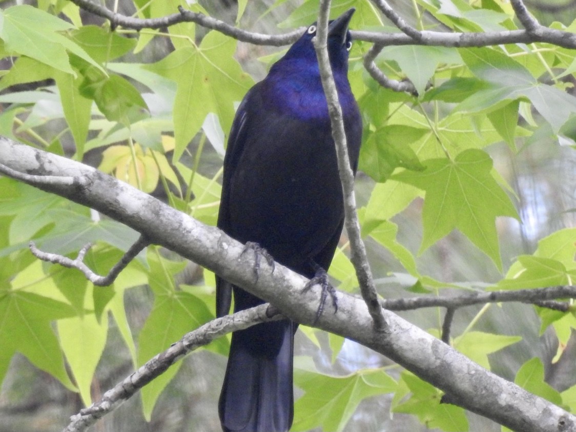 Common Grackle - ML337110581
