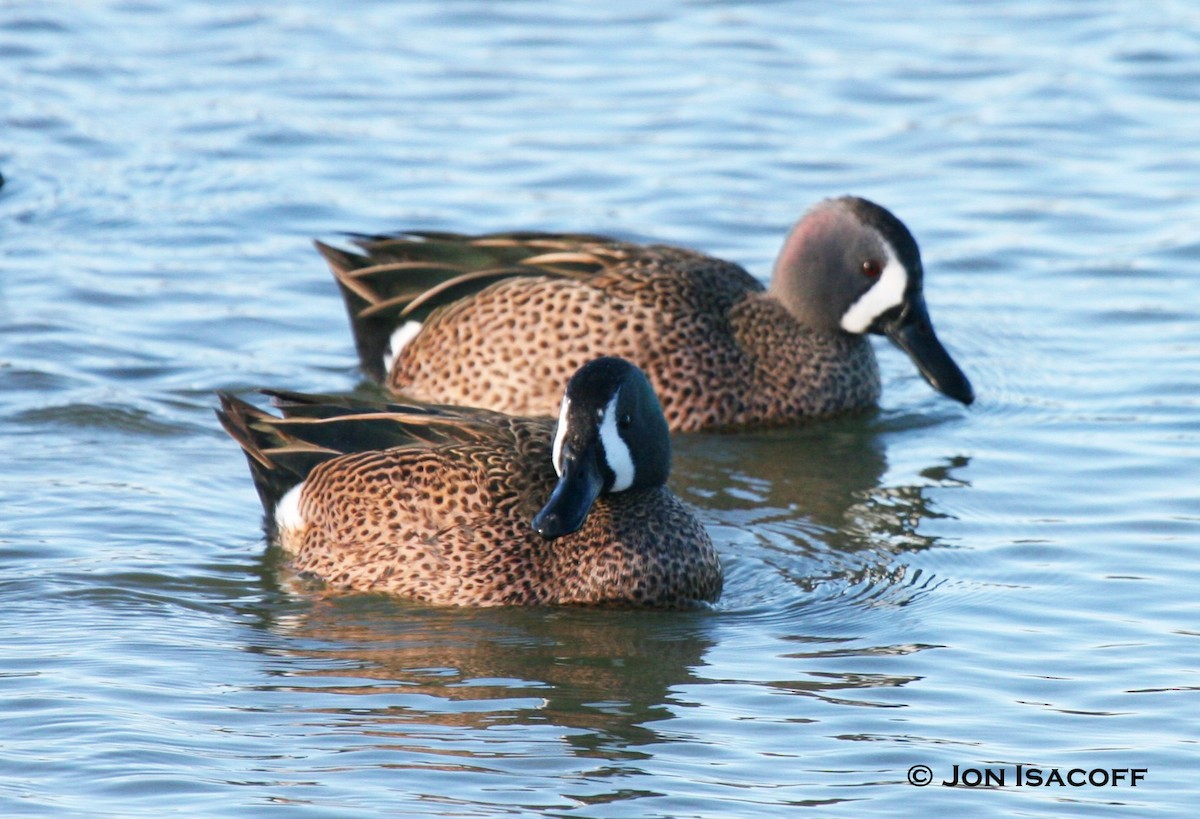 Blue-winged Teal - ML33711071