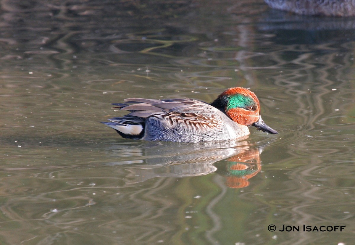 Sarcelle d'hiver (carolinensis) - ML33711101