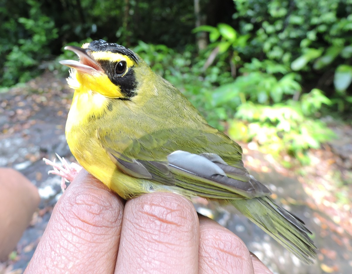 Kentucky Warbler - Georges Duriaux