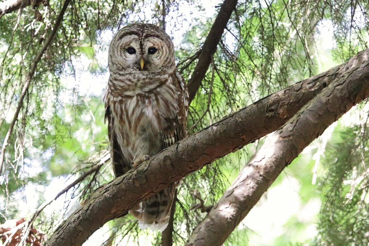 Barred Owl - ML337111961