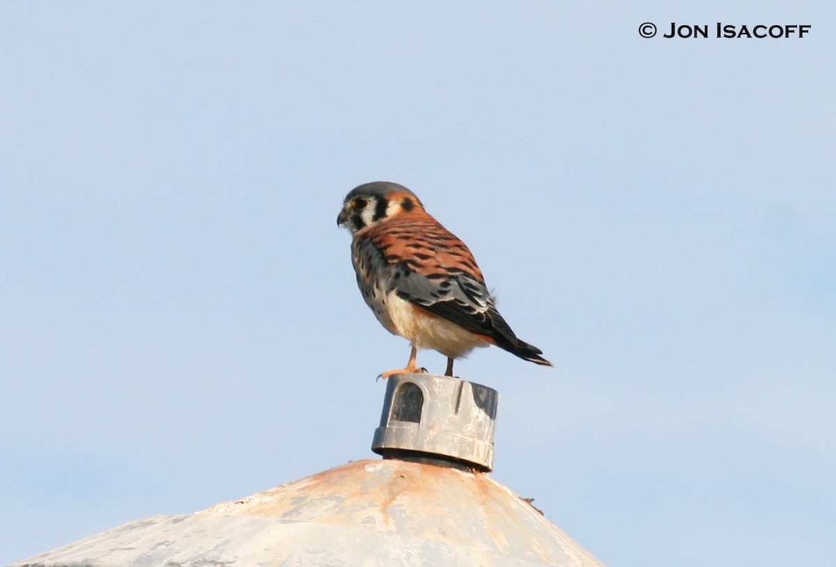 American Kestrel - ML33711211