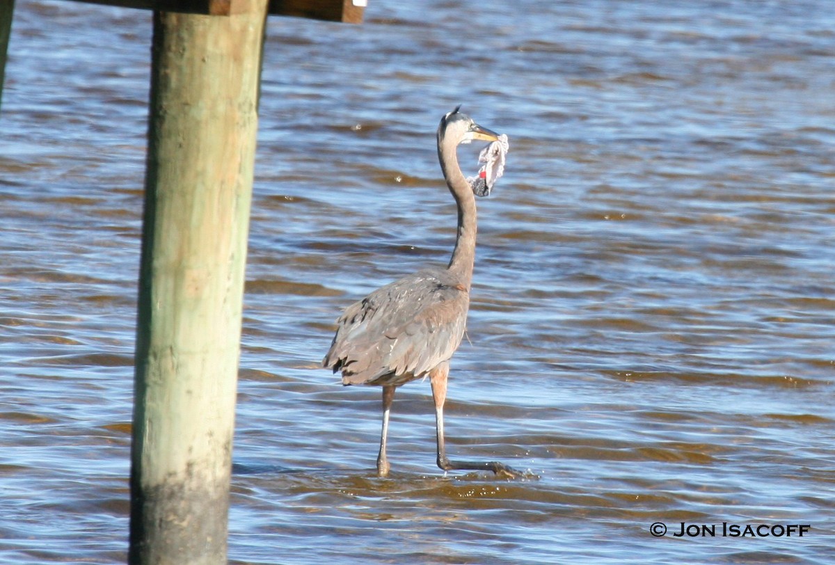 Great Blue Heron (Great Blue) - ML33711241