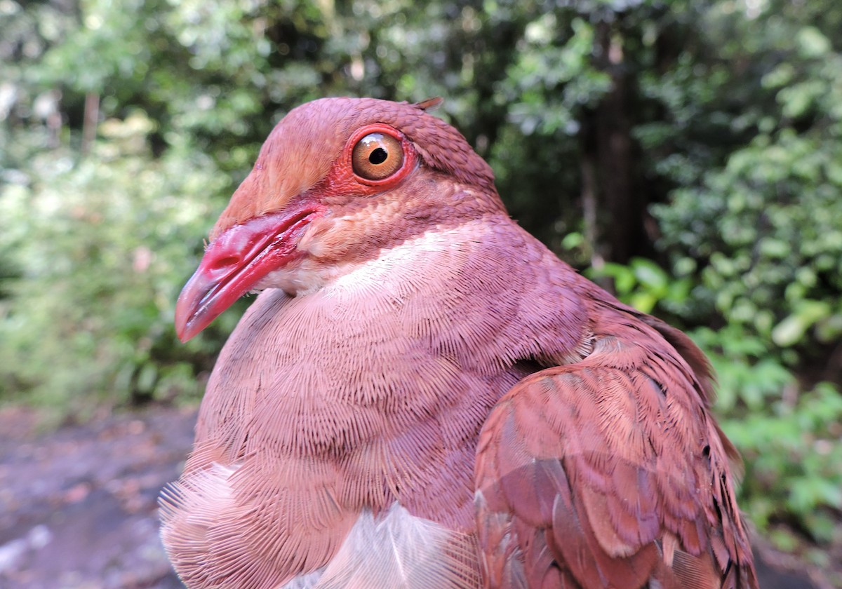 Ruddy Quail-Dove - Georges Duriaux