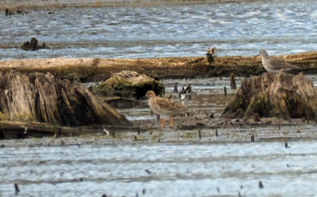 Ruff - Celeste Morien