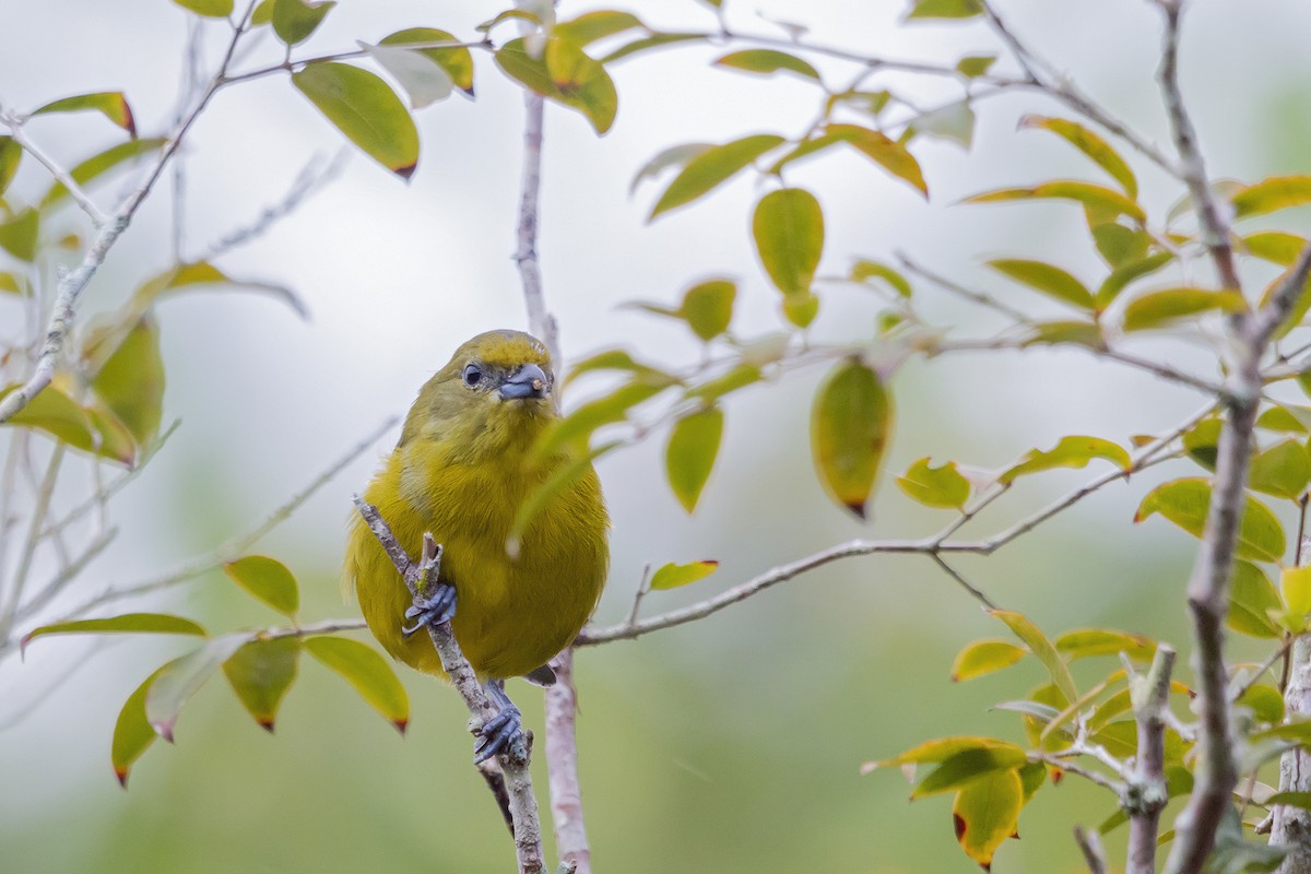 Violaceous Euphonia - Gabriel Bonfa