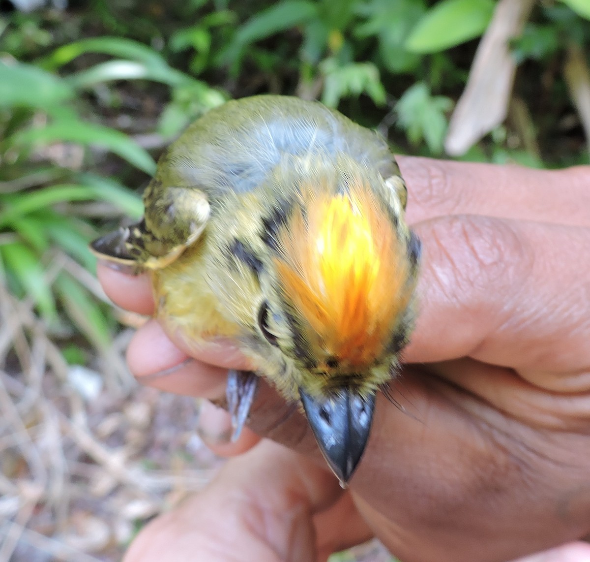 Golden-crowned Spadebill - Georges Duriaux