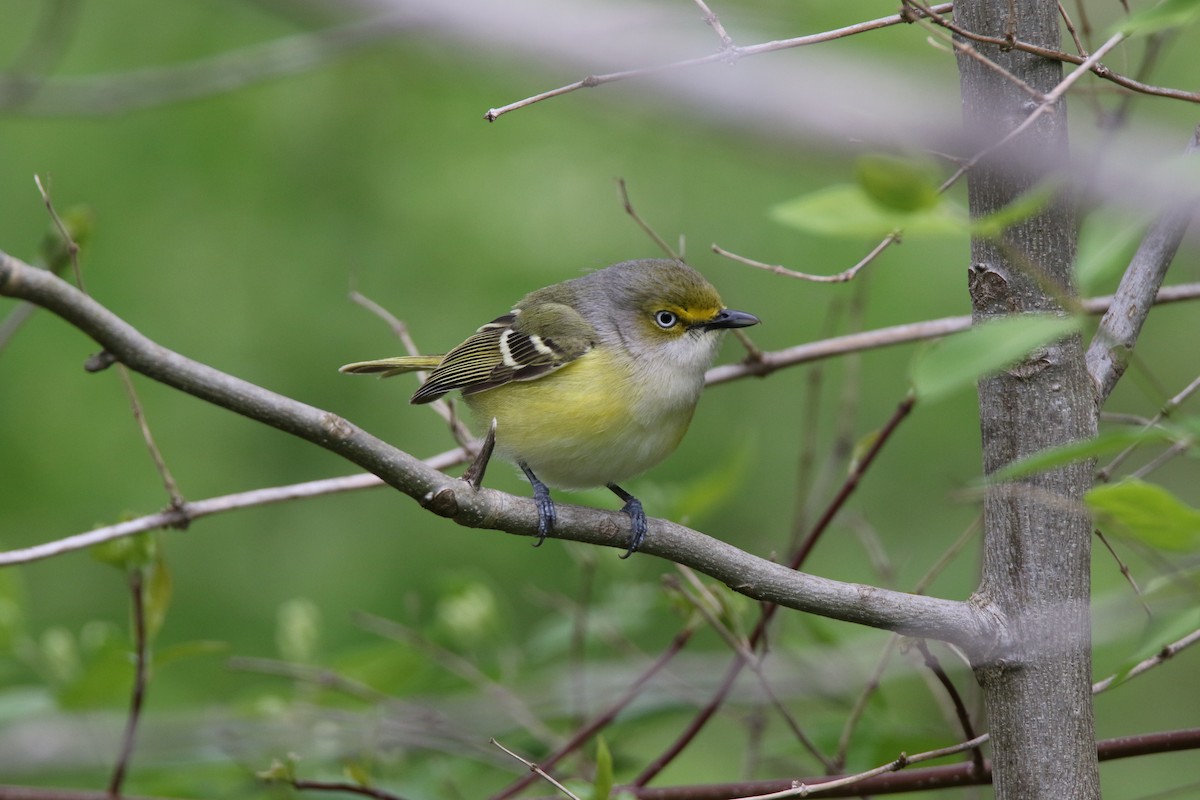 White-eyed Vireo - Brad Carlson
