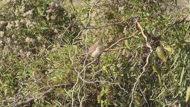 Crested Hornero - ML337120041