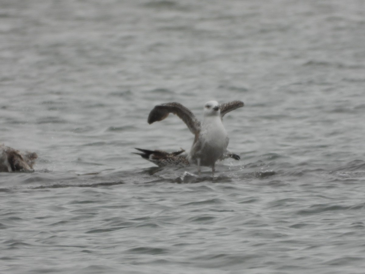 Great Black-backed Gull - ML337120681