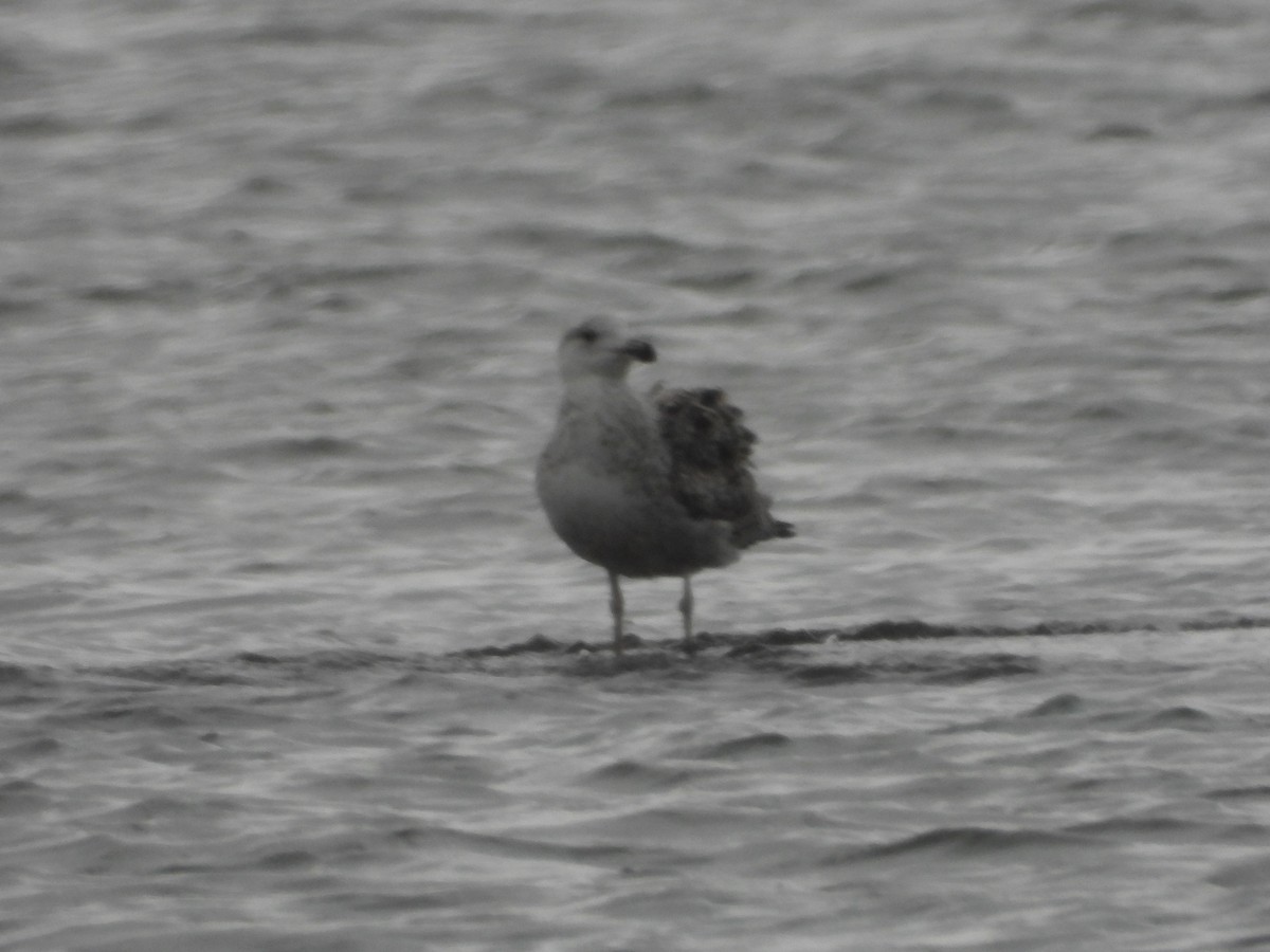 Great Black-backed Gull - ML337120701