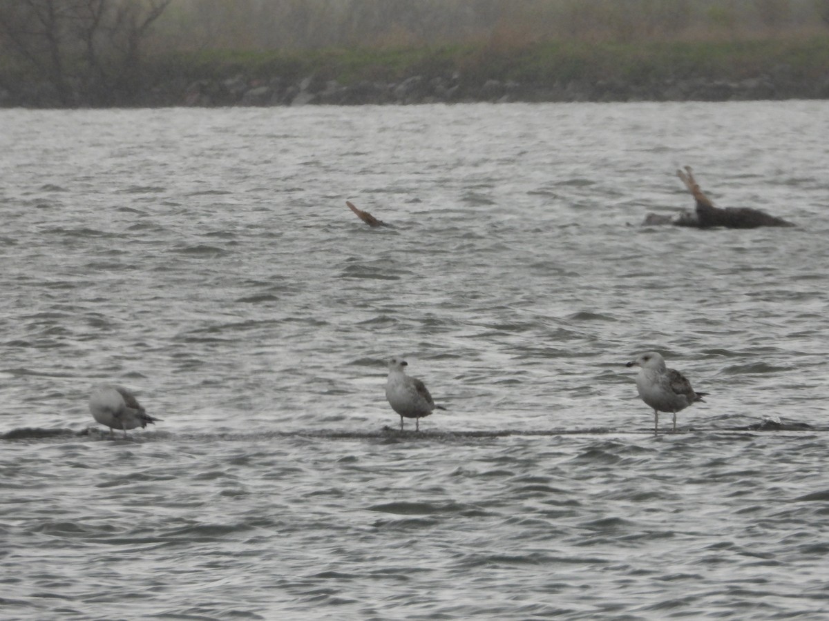 Great Black-backed Gull - ML337120711