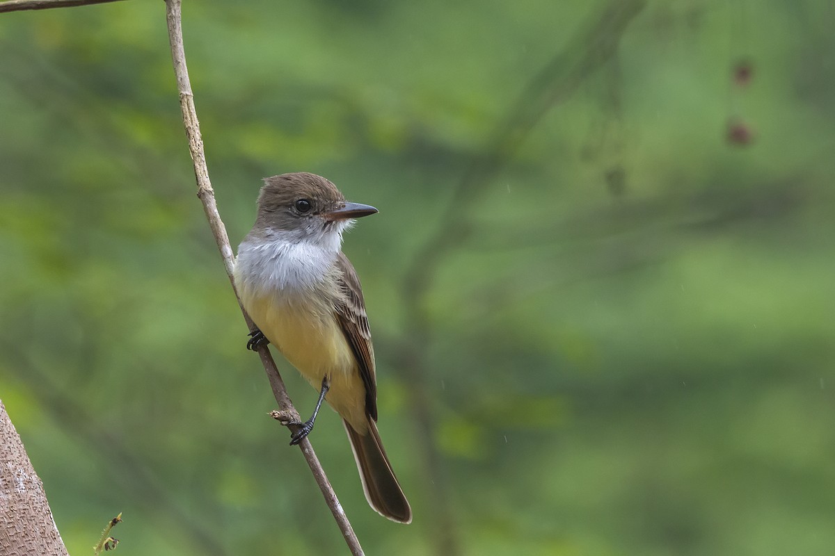 Brown-crested Flycatcher - Gabriel Bonfa