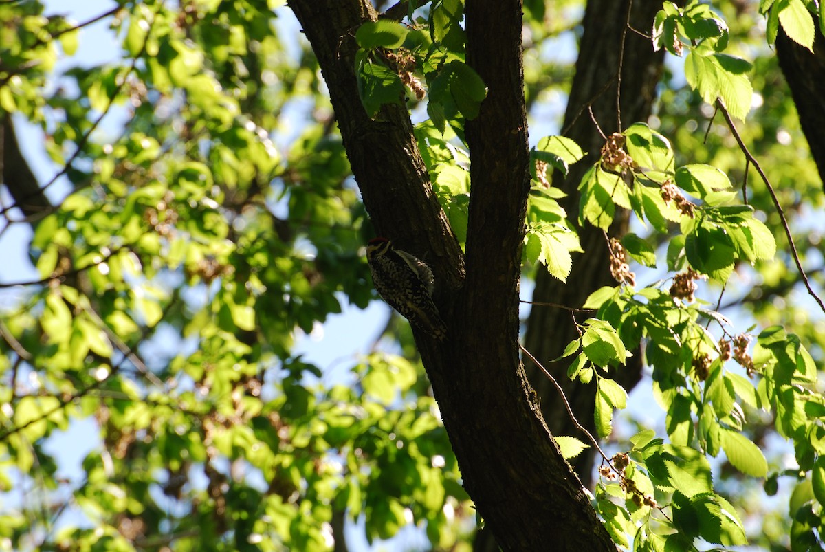 Yellow-bellied Sapsucker - ML337122361