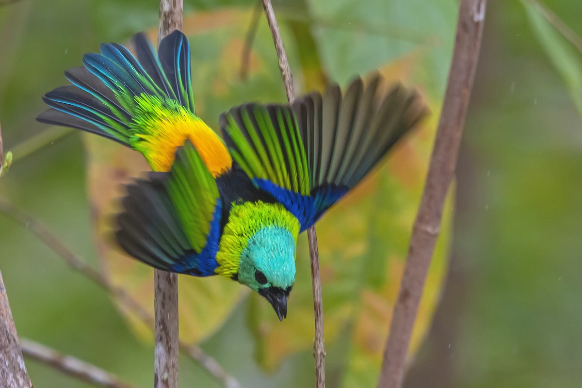 Green-headed Tanager - ML337122861