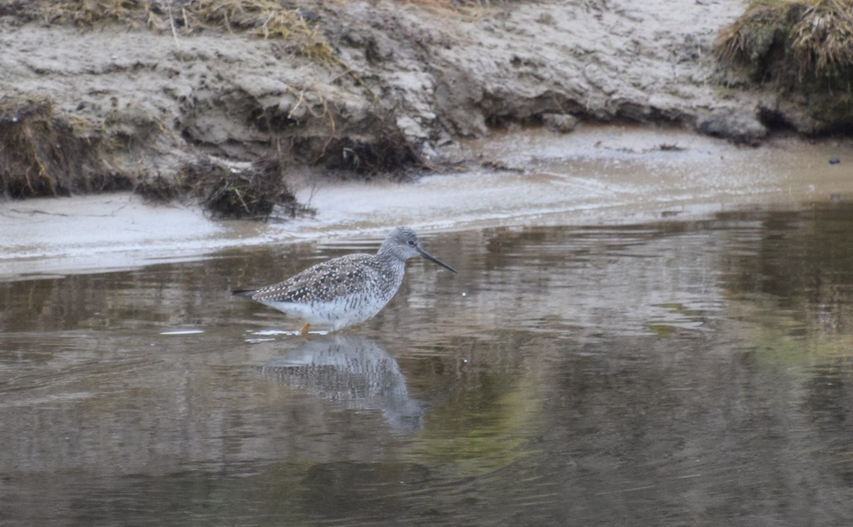 Greater Yellowlegs - ML337123621