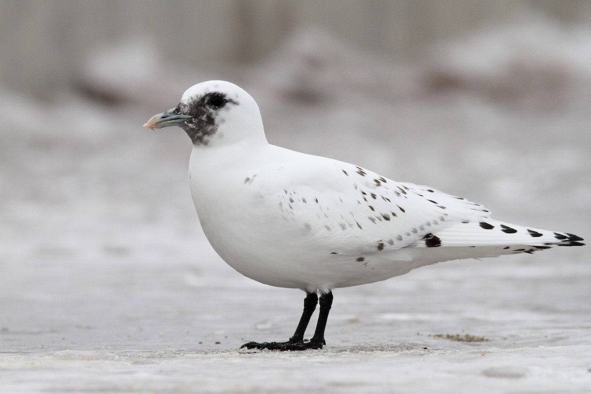 Ivory Gull - Nathan Goldberg