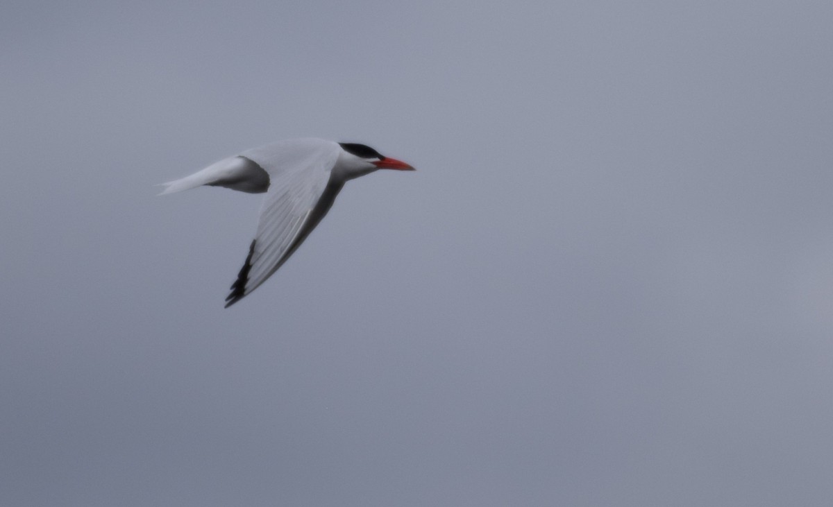 Caspian Tern - ML337124381