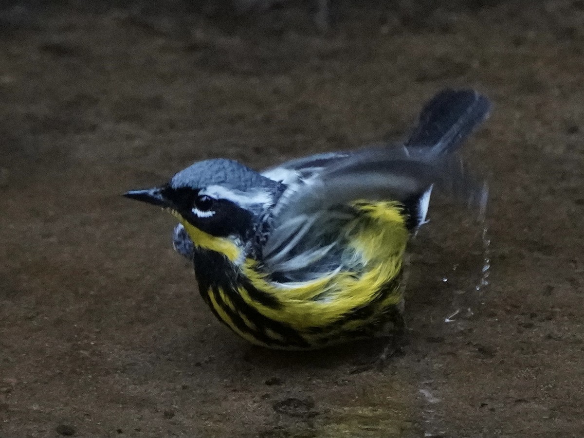 Magnolia Warbler - ML337126901