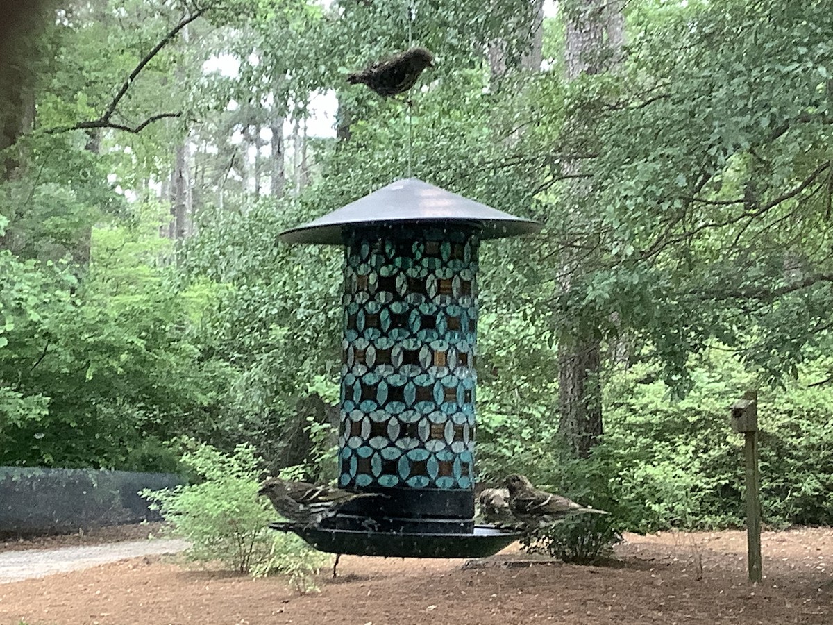 Pine Siskin - Roger Smith