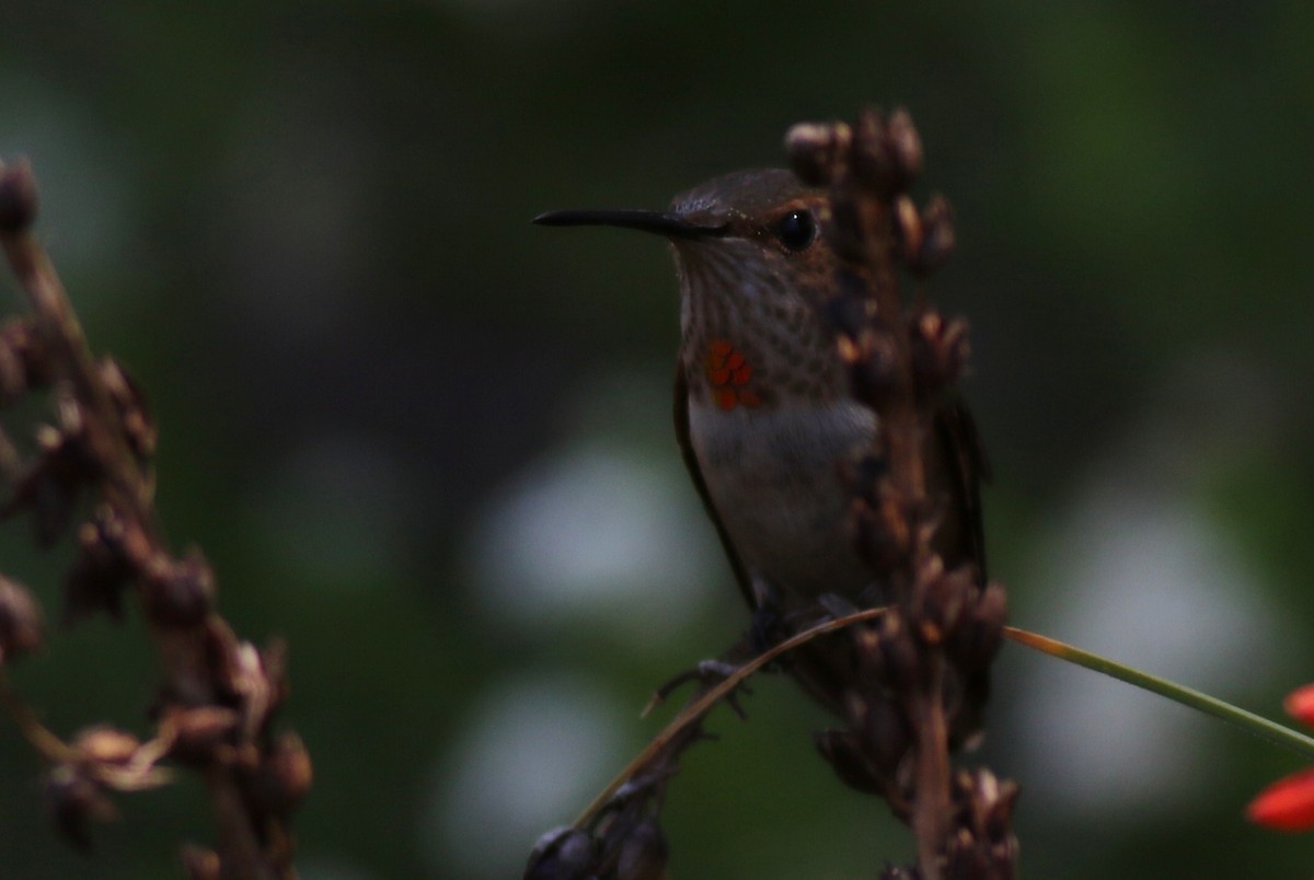 Anna's Hummingbird - ML33713151