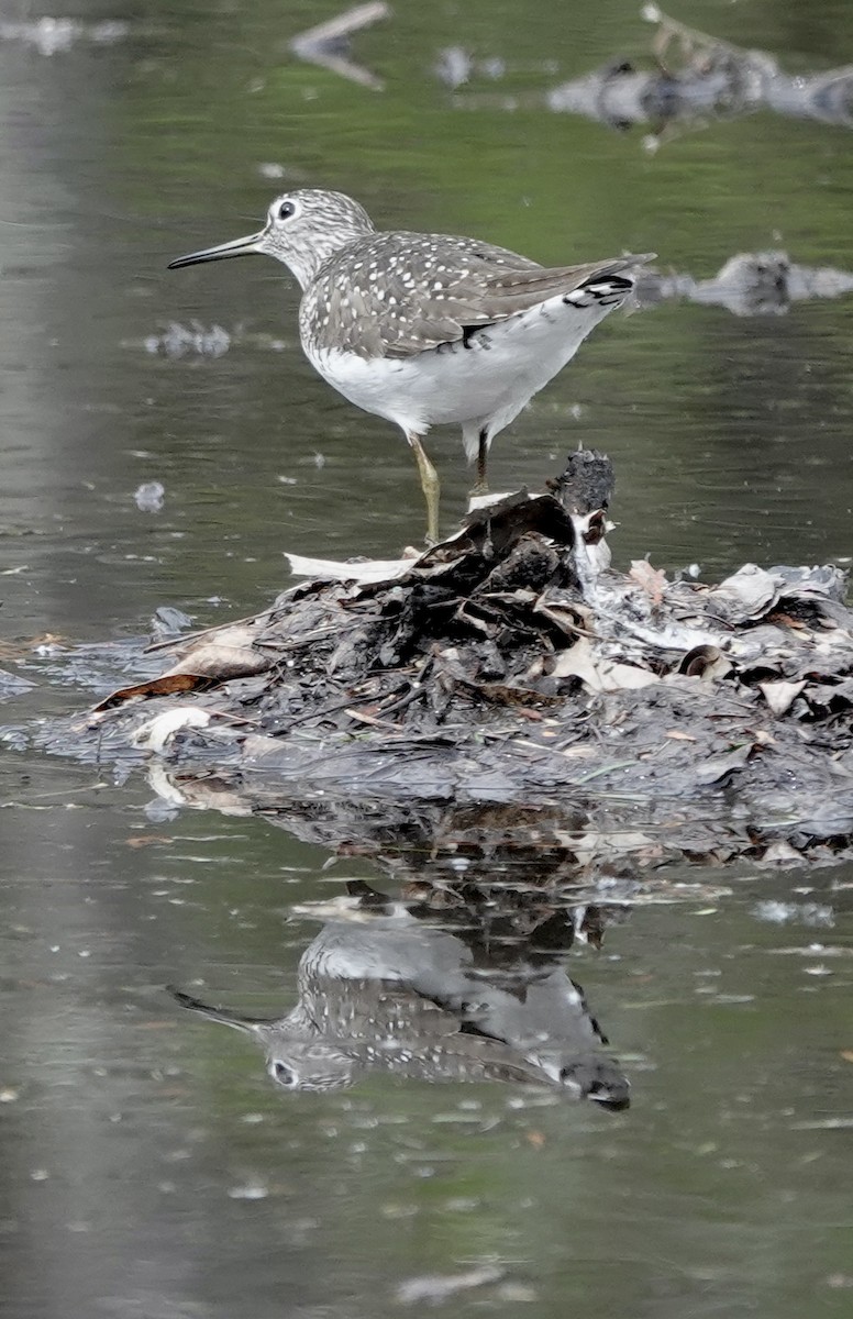 Solitary Sandpiper - Jeanne-Marie Maher